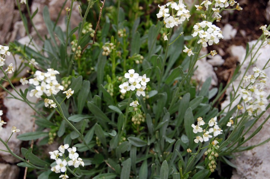 Fioriture magellensi